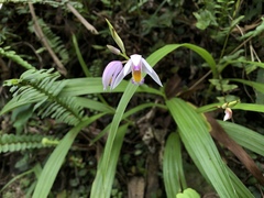 Bletilla formosana