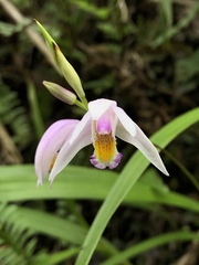 Bletilla formosana