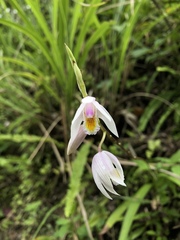 Bletilla formosana