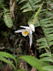 Bletilla formosana