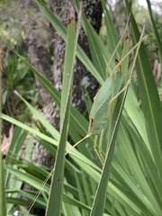Lea floridensis