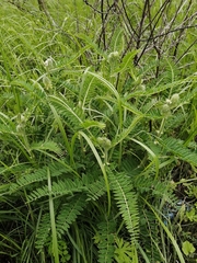 Astragalus alopecurus
