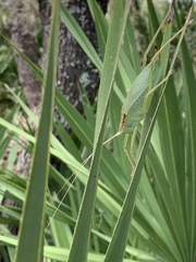 Lea floridensis