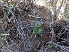 Dipcadi brevifolium