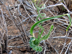 Dipcadi brevifolium
