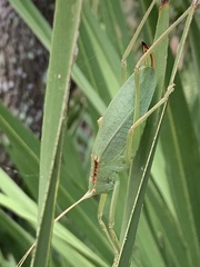 Lea floridensis