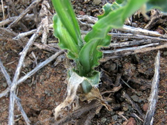 Dipcadi brevifolium