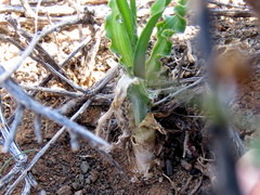 Dipcadi brevifolium