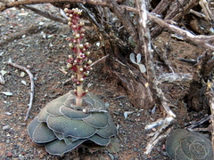 Crassula hemisphaerica