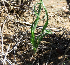 Dipcadi brevifolium