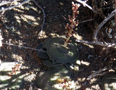 Crassula hemisphaerica