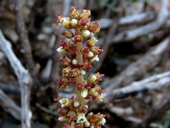 Crassula hemisphaerica