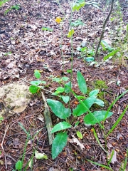 Hieracium sylvularum
