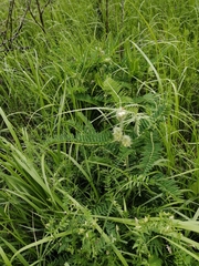 Astragalus alopecurus