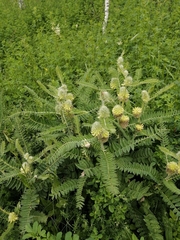 Astragalus alopecurus