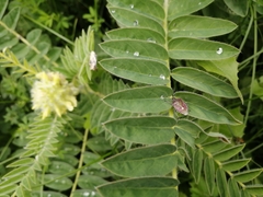Astragalus alopecurus