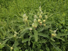 Astragalus alopecurus