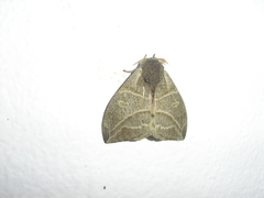 Austrolippa