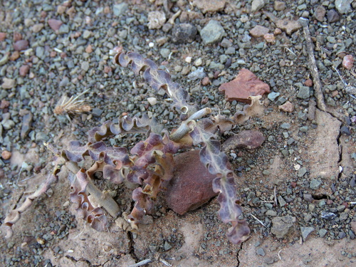 Image of Fockea sinuata by no rights reserved