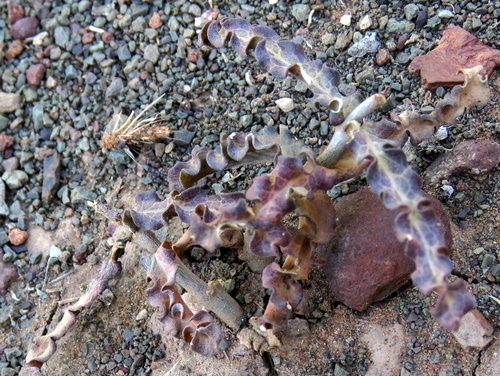Image of Fockea sinuata by no rights reserved