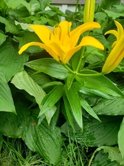 Lilieae