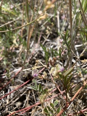 Astragalus applegatei