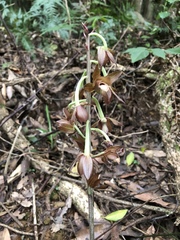 Eulophia zollingeri