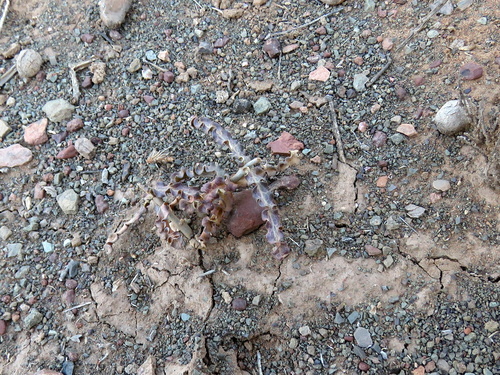 Fockea sinuata
