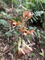 Eulophia zollingeri