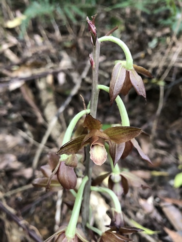 Eulophia zollingeri iNat (1)