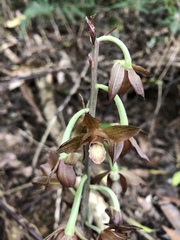 Eulophia zollingeri