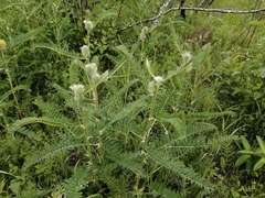 Astragalus alopecurus