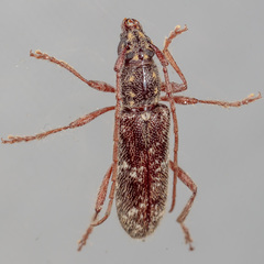 Anelaphus niveivestitus