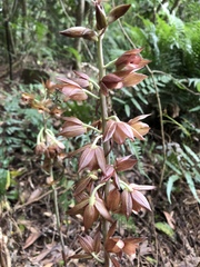 Eulophia zollingeri