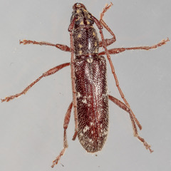 Anelaphus niveivestitus