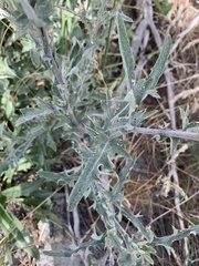 Cirsium cymosum canovirens