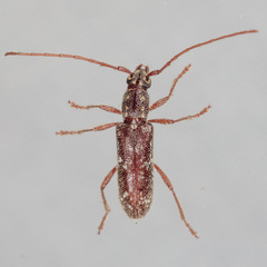 Anelaphus niveivestitus