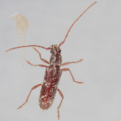 Anelaphus niveivestitus