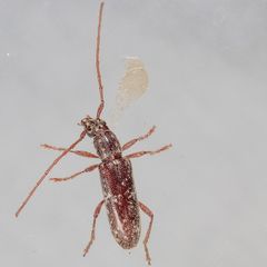 Anelaphus niveivestitus