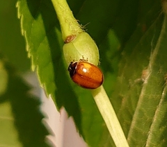 Adalia decempunctata