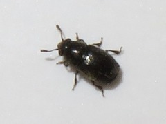 Brachypterus urticae