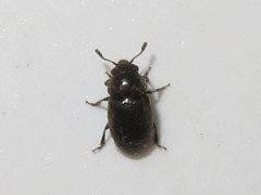 Brachypterus urticae