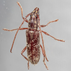 Anelaphus niveivestitus