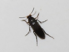 Anaspis frontalis