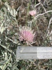 Cirsium cymosum canovirens