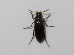 Anaspis frontalis