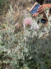 Cirsium cymosum canovirens