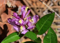 Rhinotropis californica