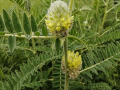 Astragalus alopecurus