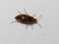 Anaspis maculata